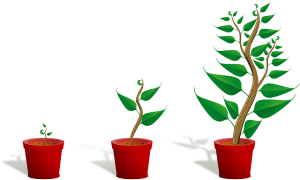 sapling-154734_640